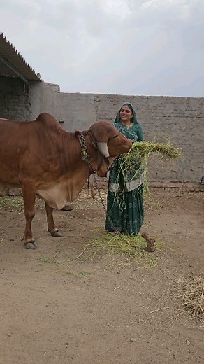 77K views · 6.4K reactions | Surbhi me malva #villagelife #farming #deshivlogs #reels | daksha ahir vlogs | Facebook