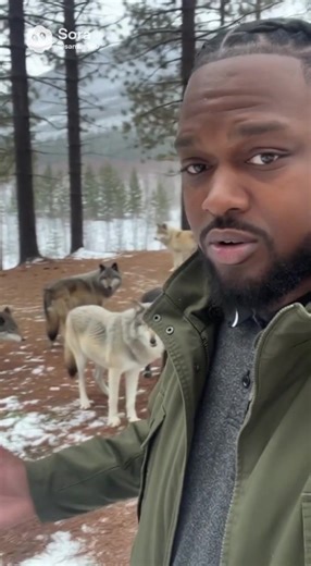 Wolves are one big happy family #wolves #dog #family #fyp #nature