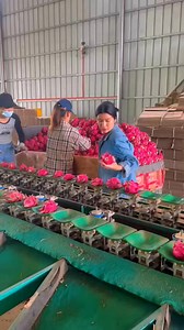 2067_#pitayafruit #pitaya #dragonfruit #smoothie #fruit #healthylifestyle #dragonfruitfarm #pitayafarm #organic #frutasexoticas #lifestyle #farm #usa #trending #viral | The Pitaya