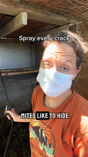 How to treat chicken mites #chickens