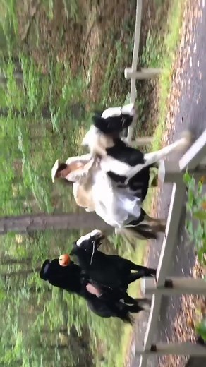 The Pony Show on TikTok