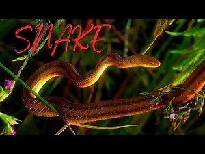 Snake Sounds (Hiss) - Sound Effect
