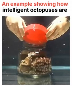 6.1K views · 16 reactions |  Octopus Intelligence Will Blow Your...