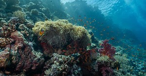 Découvrez le poisson-pierre, le poisson le plus dangereux au monde