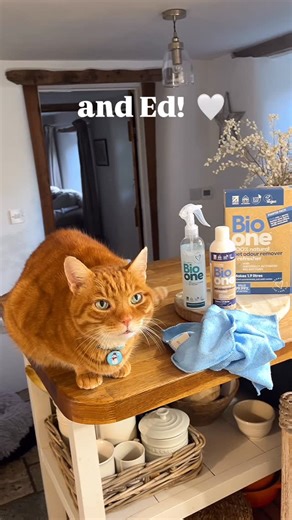 Ed the Cat 😼 on Instagram: "Ooh look, the super sweet people at @bio_one_uk have sent us a Bio One Pet Odour Starter Pack to try. As you probably know when you have pets, even purrfectly purrfect ones like me 😼, sometimes they leave odours on pet bedding, soft furnishings, around litter trays and carpets. Bio One permanently eliminates pet odours using naturally activating bio enzymes leaving a lovely citrus aroma. It comes in a concentrate which you mix with water and kills 99.99% of bacteria