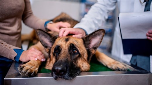 FDA approves 12-month flea treatment for dogs, marking veterinary breakthrough