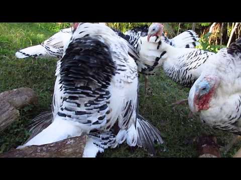 Royal Palm Turkeys Mating Under Feet