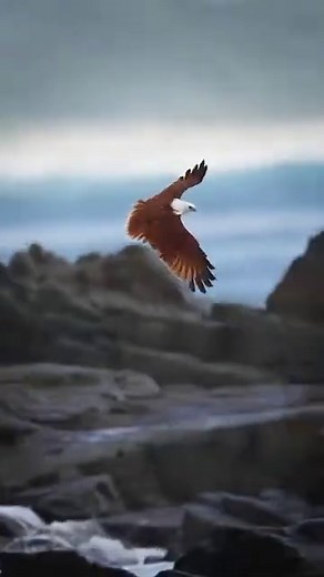 Brahminy Kite: A Majestic Bird of Prey Documentary