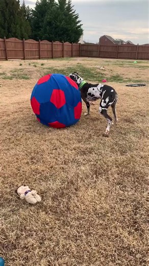 66K views · 1.6K reactions | #greatdanerescue #gdri #greatdane #greatdanesofig #bigdogsofig #greatdanesofinstagram #gentlegiant #greatdanerescueinc #greatdanemoments #bigdogsofinstagram #giantdogs #greatdanes #greatdanelife | Great Dane Rescue, Inc | Facebook