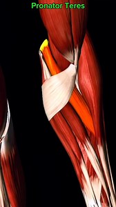15K views · 267 reactions | Pronator teres #muscle #anatomy ️‍♀️ | Dr. Ishtiaque Arafat | Facebook