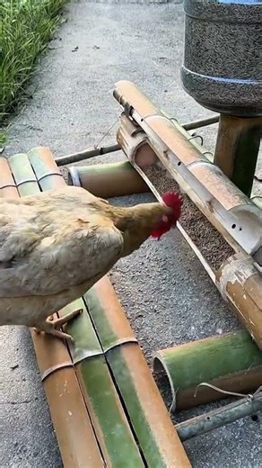making a chicken feeder that only requires the chickens to perch on a step will open the feeder