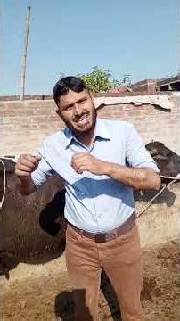 causes of Vaginal and Uterine Prolapse in cow Buffalo sheep Goat Dr M Sattar