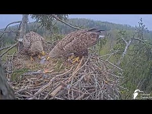 La vida maravillosa de un nido de águila de cola blanca 🦅
