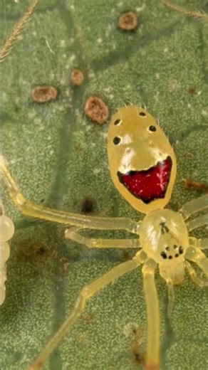 Theridion grallator araña hawaiana con cara feliz.
