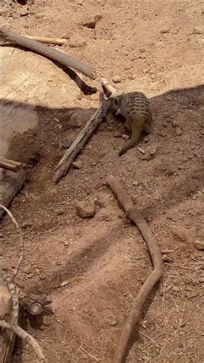 Meerkats caught doing their thing #wildlife #animals #viral