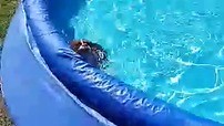 57K views · 1.4K reactions | Thor shows everyone how he gets out and sneaks back into the pool. | Rumble | Facebook