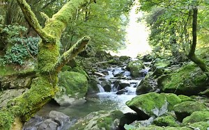 【自然&放松】森林流水与鸟声Nature Sounds of a Forest for Relaxing