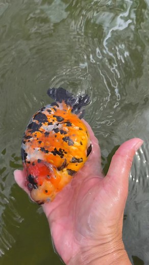 Calico Ranchu #NanaGF | Nana Goldfish Farm