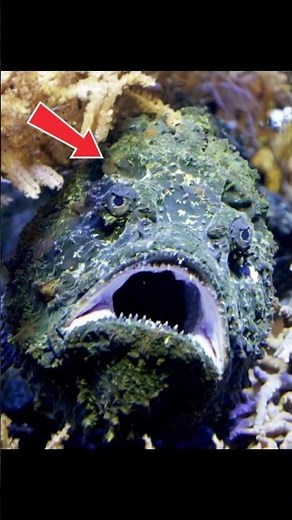 This Stone Can KILL You in Seconds! #Stonefish #ScaryFacts #Shorts #facts