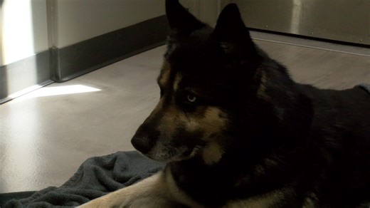 2.3K views · 12 reactions | Low-Cost Say/Neuter Clinic is still available at the Regional Occupational Center (aka ROC) on Mt. Vernon! Get your dog fixed for just $20! If you're a dog owner in unincorporated Kern County go to https://roc.kernhigh.org and click the ROC PETS Clinic tab! | Kern County Animal Services | Facebook