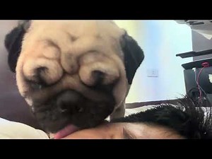 🐶 Audi the Pug’s Endless Licking Challenge! 👅 #Shorts