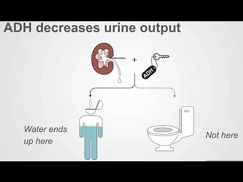 Navigating Tea and Toast Syndrome in Hyponatremia
