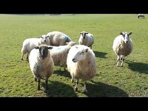 Baaaaaaaagh!! Funny sheep sound