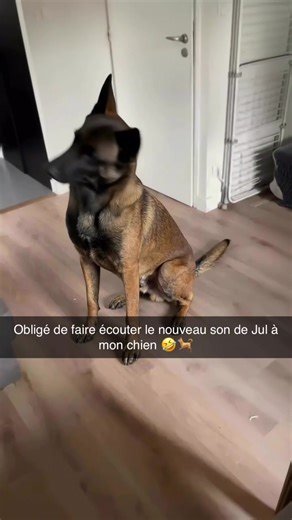 Découvrez le nouveau son de Jul avec votre chien !