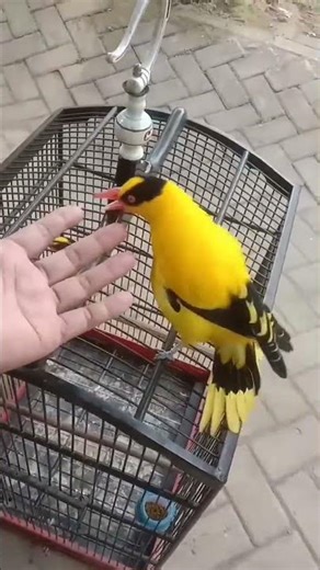 DUET MAUT KEPODANG EMAS SUMBAWA GACOR JINAK...! #kepodangsumbawa #kicaumania #beranda #burungkicau