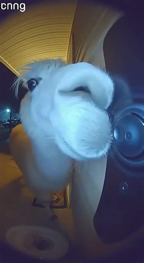 A Llama Showed Up at My Door 😳🦙