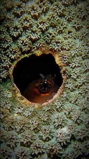 🐟 Meet the Blenny | Ecsenius pulcher | A Tiny Fish with Big Personality 🎥✨