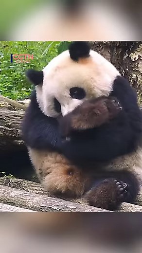 57K views · 42 reactions | Fancy working with clumsy but cute giant pandas? Now there is a chance to get up close with them, as China’s first panda-care college opens in Sichuan Province, the hometown of giant pandas. The college has set up cooperation projects with giant panda conservations and breeding centers. Voiceover by AI #giantpanda #panda #sichuan #ChinaTravel | CGTNEurope | Facebook