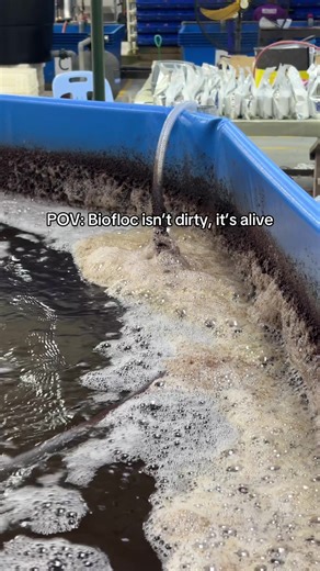 Foam on top of a biofloc system is very common—and it’s actually a sign of what’s happening inside the water, not just a “dirty tank” issue. Foam is a warning, not the enemy. It tells you the system is active—but balance is key. Interested to learn more about aquaculture? Or to even explore the trade as a career? ⁠⁠ Contact us now at 60163764369 or sales@ras-aquaculture.com⁠ #shrimpfarm #aquaculture #farmercost #feedmanagement #sustainableaquaculture