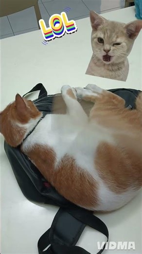 a cat that loves massages 喜欢按摩的猫咪#youtubeshorts #relaxing #shortvideo #funnycatvideos