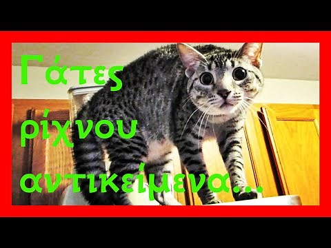 Γάτες ρίχνουν, χτυπούν και πέφτουν! | Αστείο Βίντεο με Γάτες