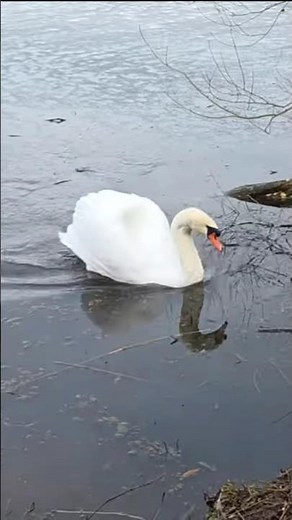 Breathtaking Struggle of a Swan to Escape the Ice!