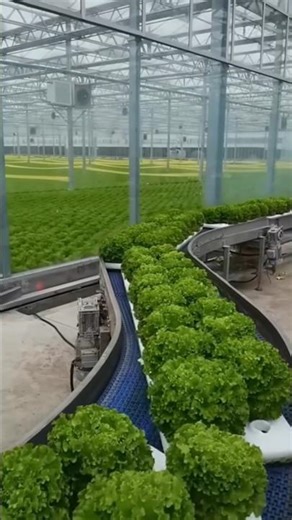 Digital Farming in Japan #technology #shorts