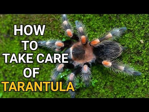 How to take care for your tarantula | General Care and Feeding | Tips