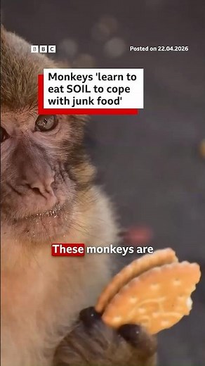 Monkeys 'learn to eat soil to cope with junk food'. #Monkeys #Gibraltar #BBCNews