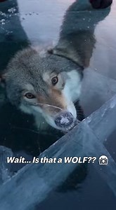 I was ready to give up on helping wild animals after this horrifying encounter. I saved this majestic wolf from freezing to death in a frozen lake, wrapped it in my jacket, and brought it home. But the gratitude didn't last. It lunged at me, and I had to make the terrifying decision to throw it back out into the blizzard. I thought I'd made a terrible mistake.. until six months later, when she showed up with the most incredible thank you gift. You need to see this twist! #wildliferescue #WolfMom