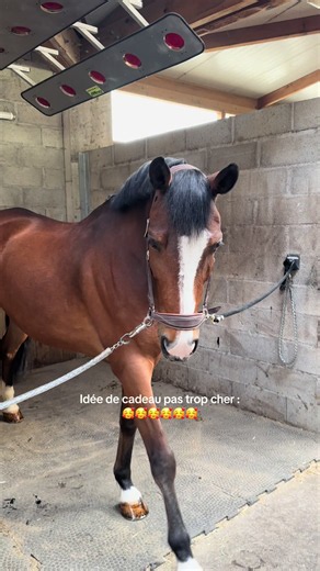 P’tit truc en vr de vr 😇😇 #fyp #poney #partage #equestrianlife #likе