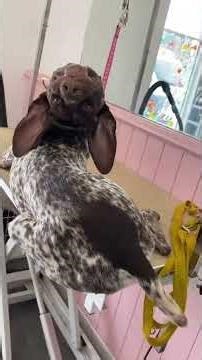 I Wasn’t Ready for What This Silly German Shorthaired Pointer Did 😂🐶