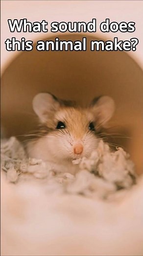 What sound does this animal make? Brown Rat #wildlifeentertainment #animalsounds