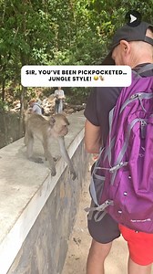 5.4K views | This little thief has NO chill!  #Monkeys #cheekymonkey | Awesome Videos | Facebook