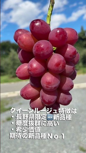 🍇今週お届けの果物はこちら！長野県生まれの新品種ぶどう「クイーンルージュ」💎✨つやつや赤い果皮がかわいくて、甘さたっぷり。一口食べれば、まるで宝石を味わうような幸せ気分！