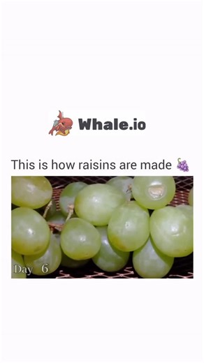 CURSED on Instagram: "The video demonstrates the natural process of raisin formation over time. Initially, the grapes are fresh and green, indicating they have just been picked. As time progresses, the grapes begin to lose moisture, evident from their shrinking size and changing color. The transition from green to yellowish-green and then to brown signifies the drying process. By the end of the video, the grapes have transformed into raisins, which are dark brown and significantly smaller than t