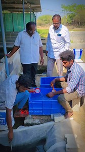 Baby kois are migrated to photoautotroph rich pond to enhance the color and size of the fish.... . . . . . #koi #koifish #koipond #outdoorkoipond #pvrkoicentre #architecture #gardening #trending #naturelovers #love #trendingreels #animals #aquarium #japanesekoi #waterbody #feed #swimmingpool #breeding #koibreeder #imported #art #fun #photography #tamilreels | PVR Koi Centre