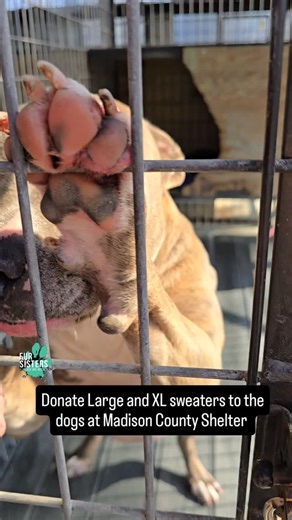 HELP if you can! We are trying to send enough sweaters for all 40 dogs at Madison County Sheriff's Office Animal Services before the freezing temps arrive next week. 💔 This is an OUTDOOR Shelter in the middle of the state where the temps will get below freezing. 🥶😭 They have tried their best to do what they can with propane heaters and drop down clear plastic to keep the heat in. But we want to help keep them as warm as possible. We are going to purchase as many as we can afford but we could 