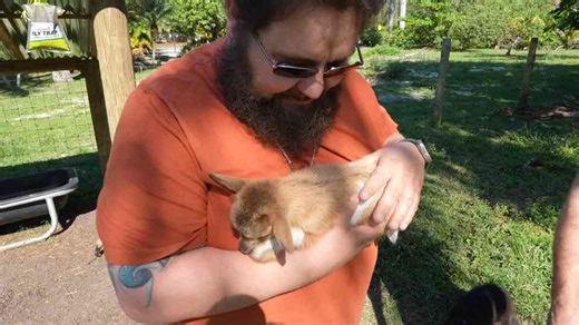 Why tortoise eggs are prime targets for large reptiles