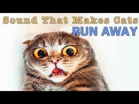 Sound That Makes Cats Run Away | HQ